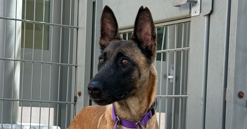 picture of the dog needing adoption