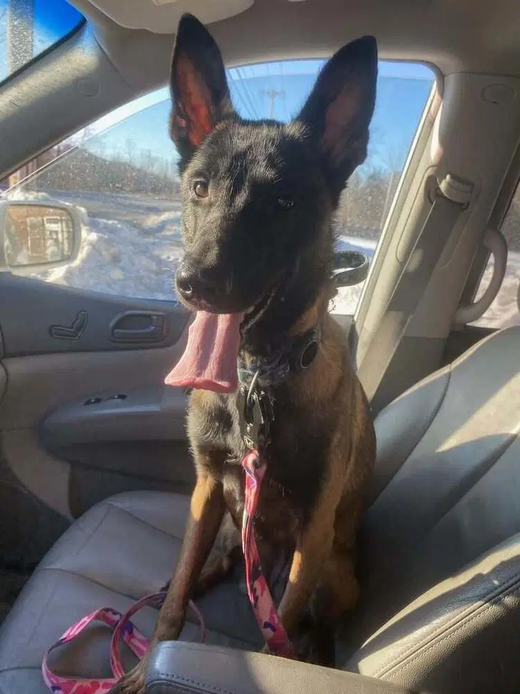 Anthea - Located In New York - Belgian Shepherd Malinois