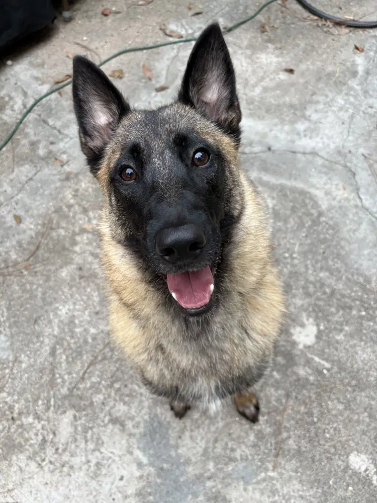 Mindy - Located In Florida - Belgian Shepherd Malinois