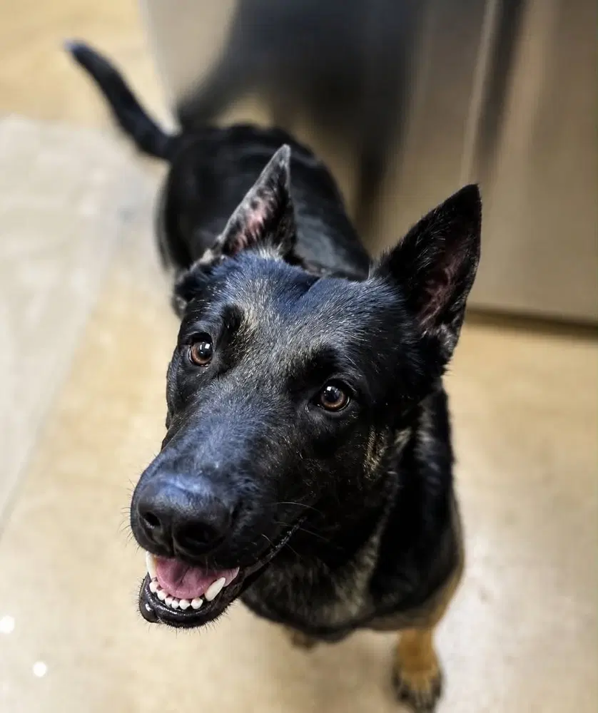 Bellabella - Located In Az - Belgian Shepherd Malinois