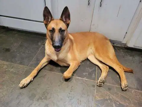 Maca Mancanita - Located In Ca - Belgian Shepherd Malinois