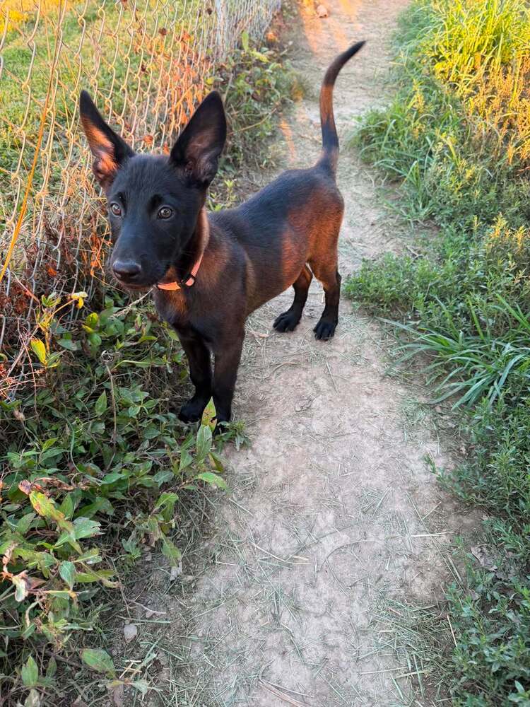 Texas Legends Litter- Beyonc - Located In In - Belgian Shepherd Malinois