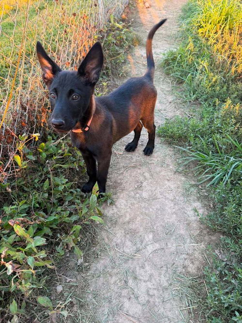 picture of the dog needing adoption