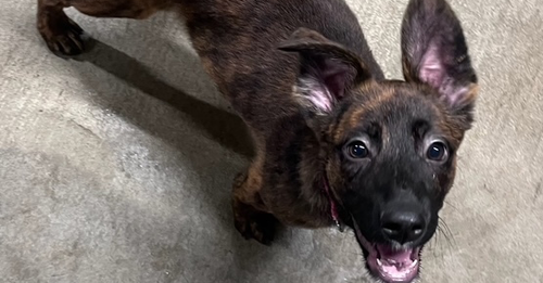 picture of the dog needing adoption