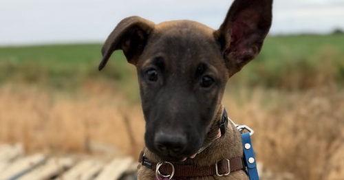 picture of the dog needing adoption