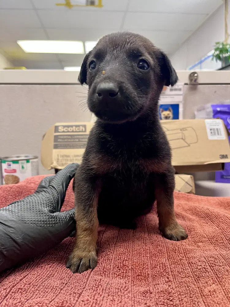 Louise- Located In California - Belgian Shepherd Malinois