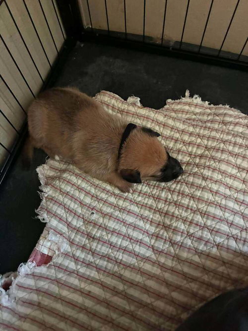 picture of the dog needing adoption
