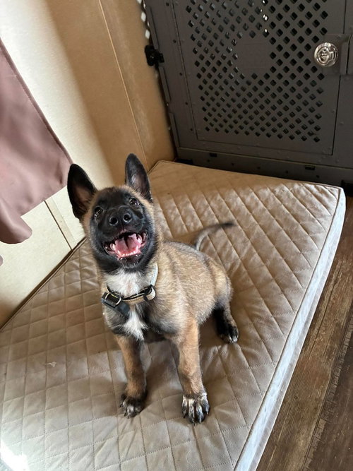 High Octane- Turbo- Located in OK, a dog for adoption from Malinois and Dutch Shepherd Rescue, Inc.