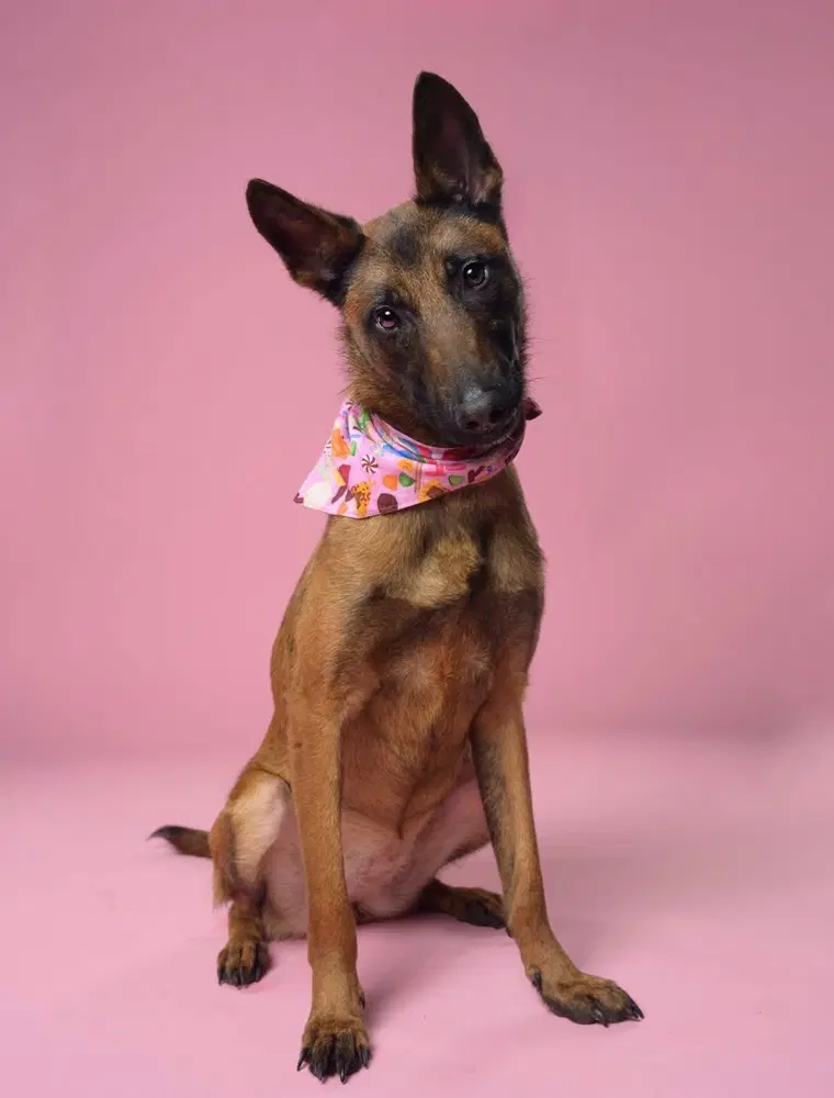 Seren - Located In Florida - Belgian Shepherd Malinois