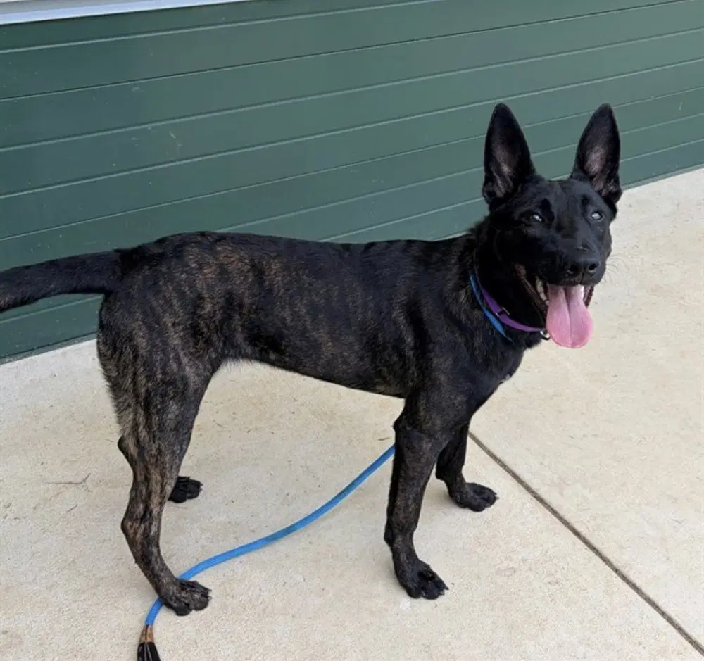 Calypso Located In Va - Dutch Shepherd