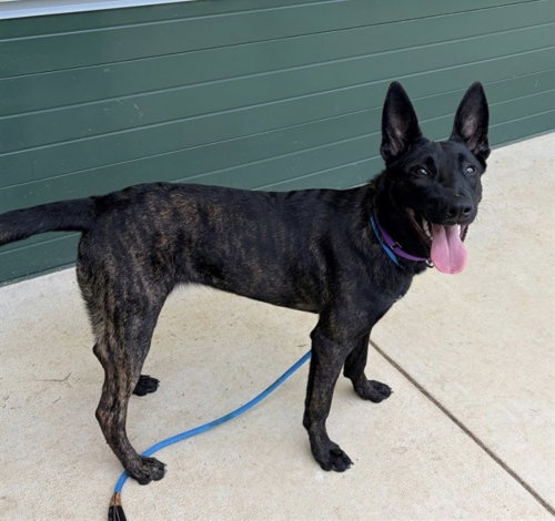 Calypso located in ME, a dog for adoption from Malinois and Dutch Shepherd Rescue, Inc.
