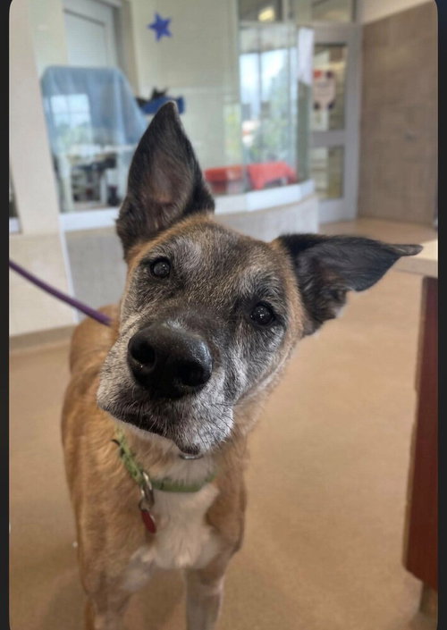 Nipsey Located in Nebraska, a dog for adoption from Malinois and Dutch Shepherd Rescue, Inc.