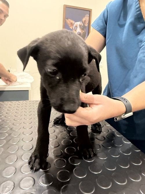 Fish Litter - Piranha - Located in FL, a dog for adoption from Malinois and Dutch Shepherd Rescue, Inc.