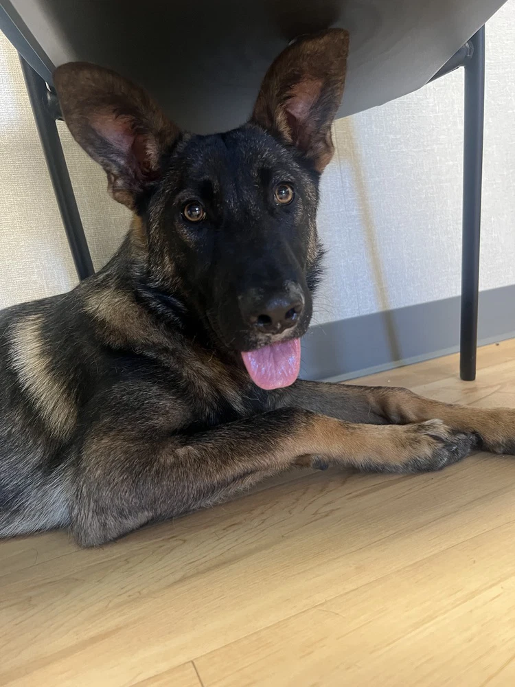 Zadie- Located In California
