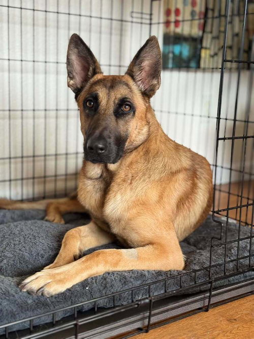 Jasper FKA Duncan located in California, a dog for adoption from Malinois and Dutch Shepherd Rescue, Inc.