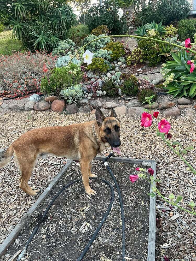Jasper FKA Duncan located in California, photo 3