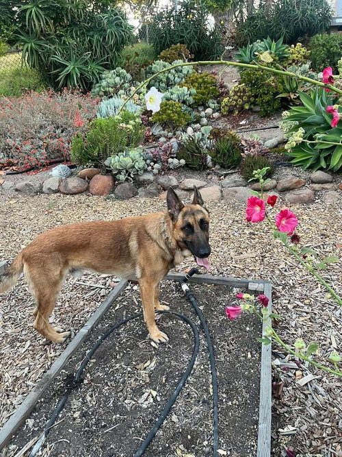 Photo 3 of Jasper FKA Duncan located in California