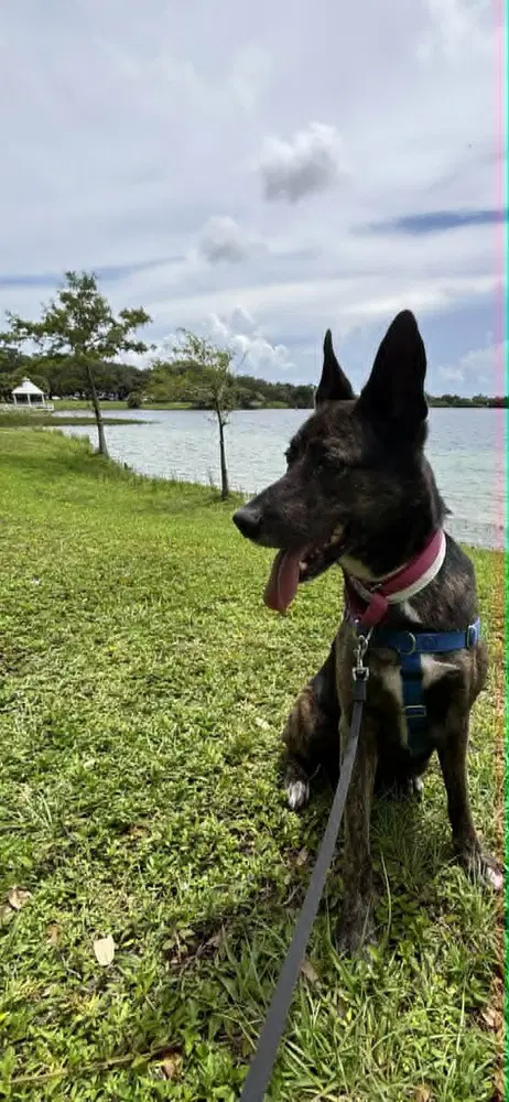 Maya - Located In Florida - Dutch Shepherd