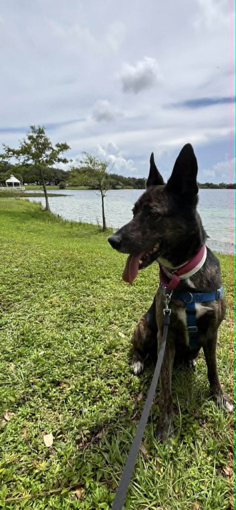 Maya - Located in Florida, a dog for adoption from Malinois and Dutch Shepherd Rescue, Inc.