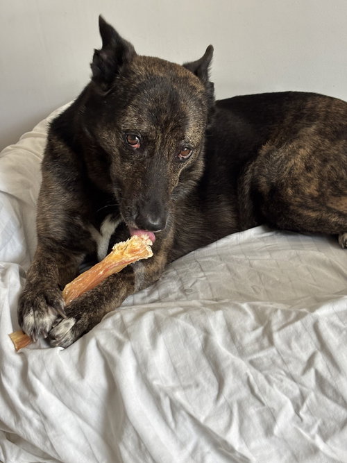 Photo 2 of Maya - Located in Florida
