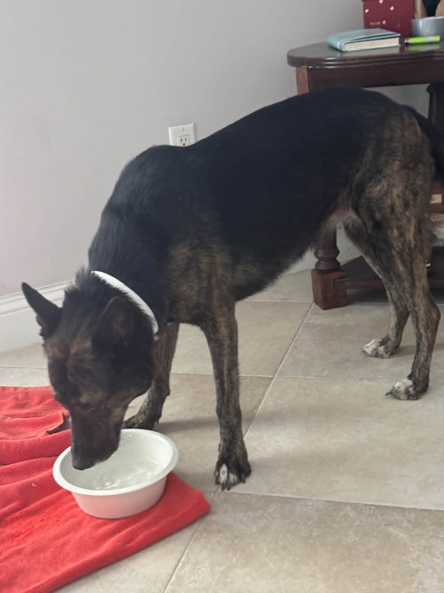 Photo 3 of Maya - Located in Florida
