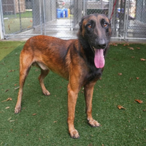 Ridge - Located in OH, a dog for adoption from Malinois and Dutch Shepherd Rescue, Inc.