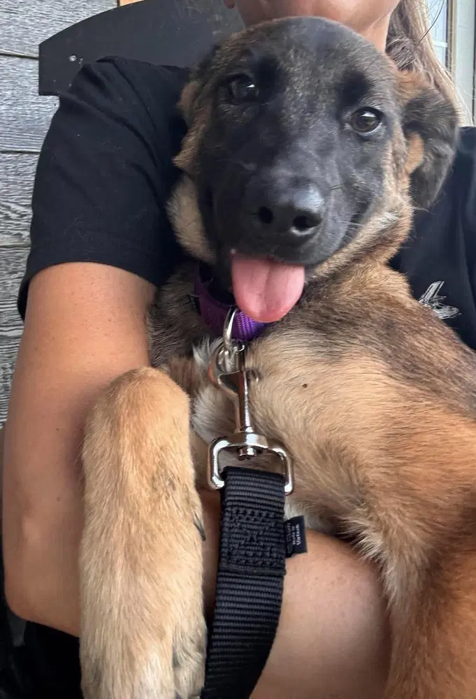 Nelly Fur-Tado - Located In Oklahoma - Belgian Shepherd Malinois