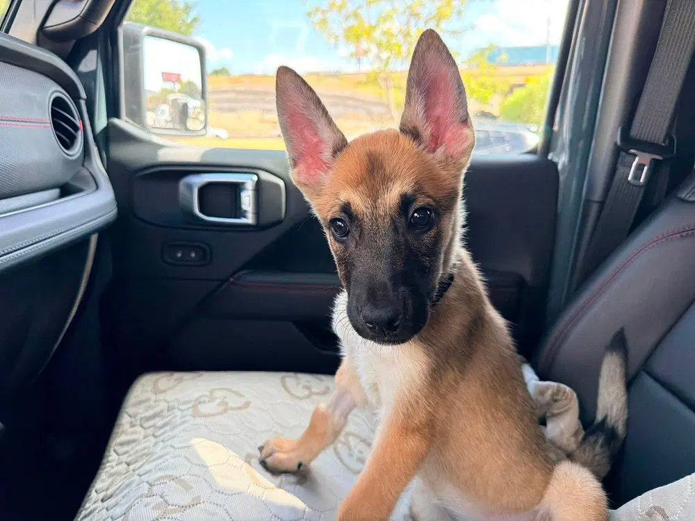 Wasabi- Located In Texas - Belgian Shepherd Malinois