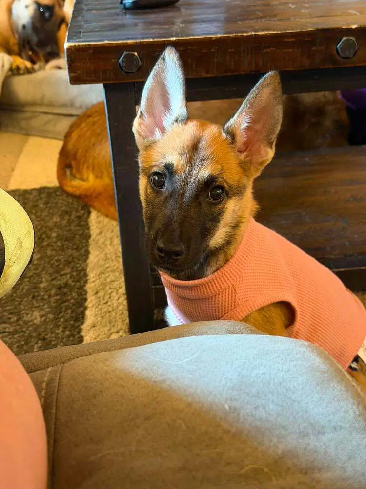 Wasabi- Located In Texas - Belgian Shepherd Malinois
