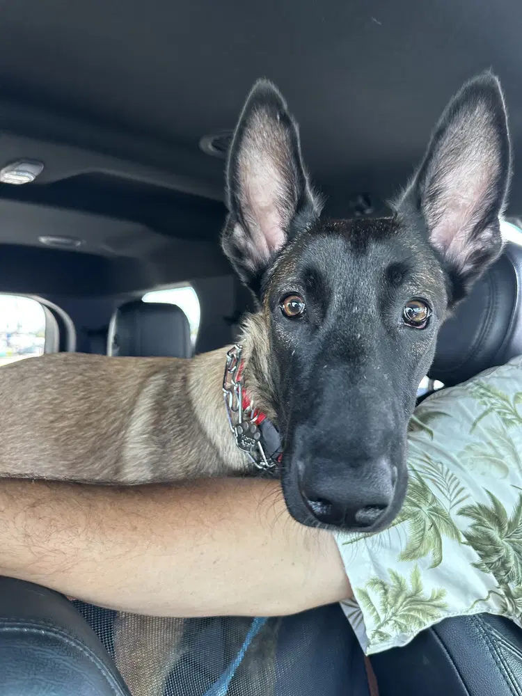 Dex - Located In Florida - Belgian Shepherd Malinois