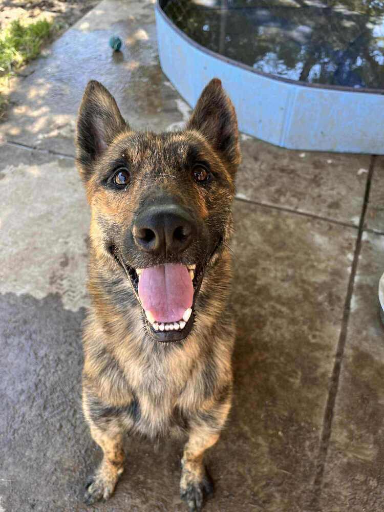Nico Fka Noodles Located In Mo - Dutch Shepherd