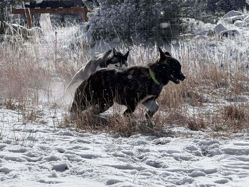 Shaka Fka Oakley In Co image 3