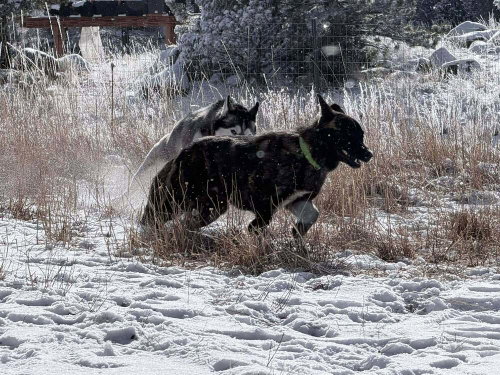 Photo 3 of Shaka FKA Oakley in CO