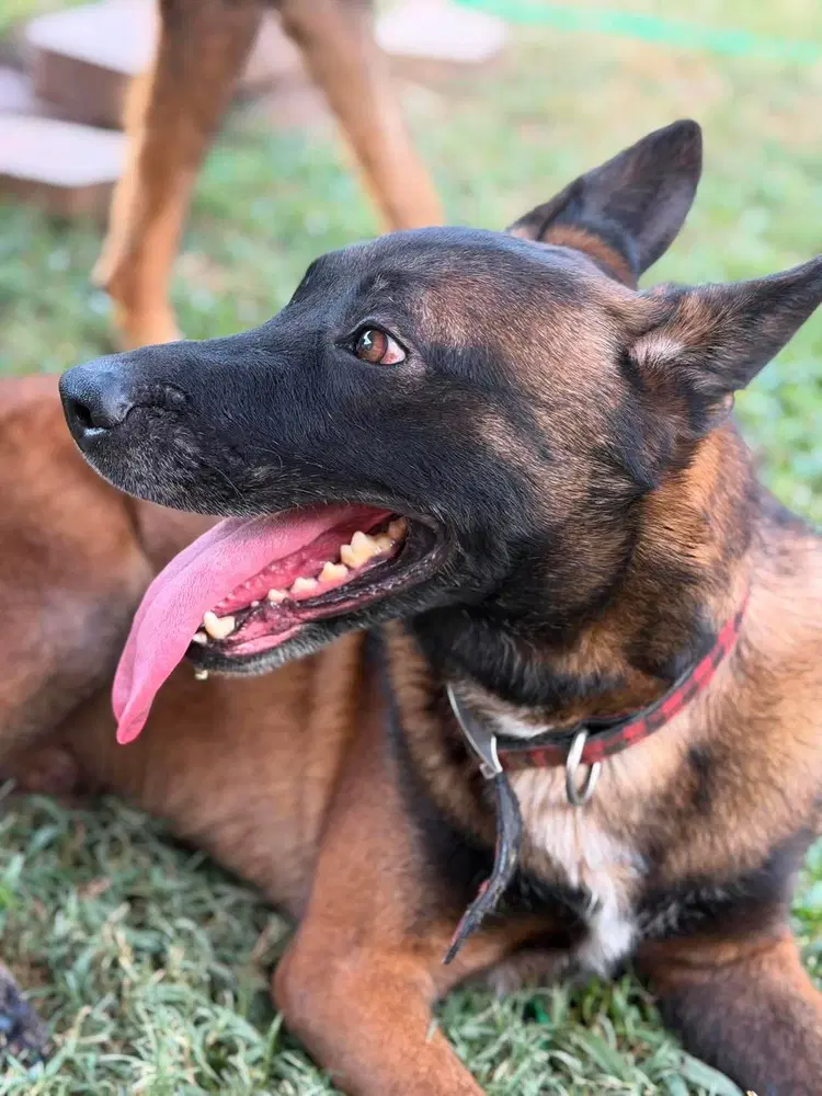 Goober Aka Kono - Located In Texas - Belgian Shepherd Malinois