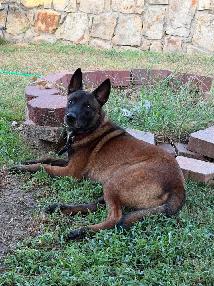 Goober Aka Kono - Located In Texas image 2