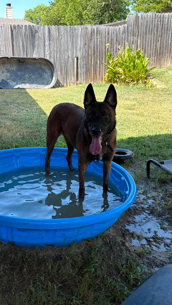 Goober Aka Kono - Located In Texas image 3