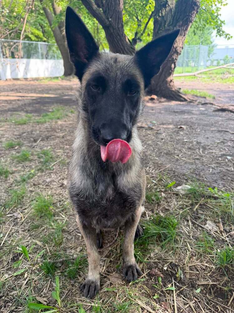 Sage Located In Il - Belgian Shepherd Malinois