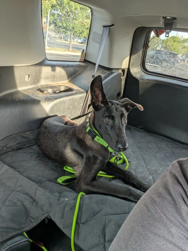 Pickles - Located In Colorado