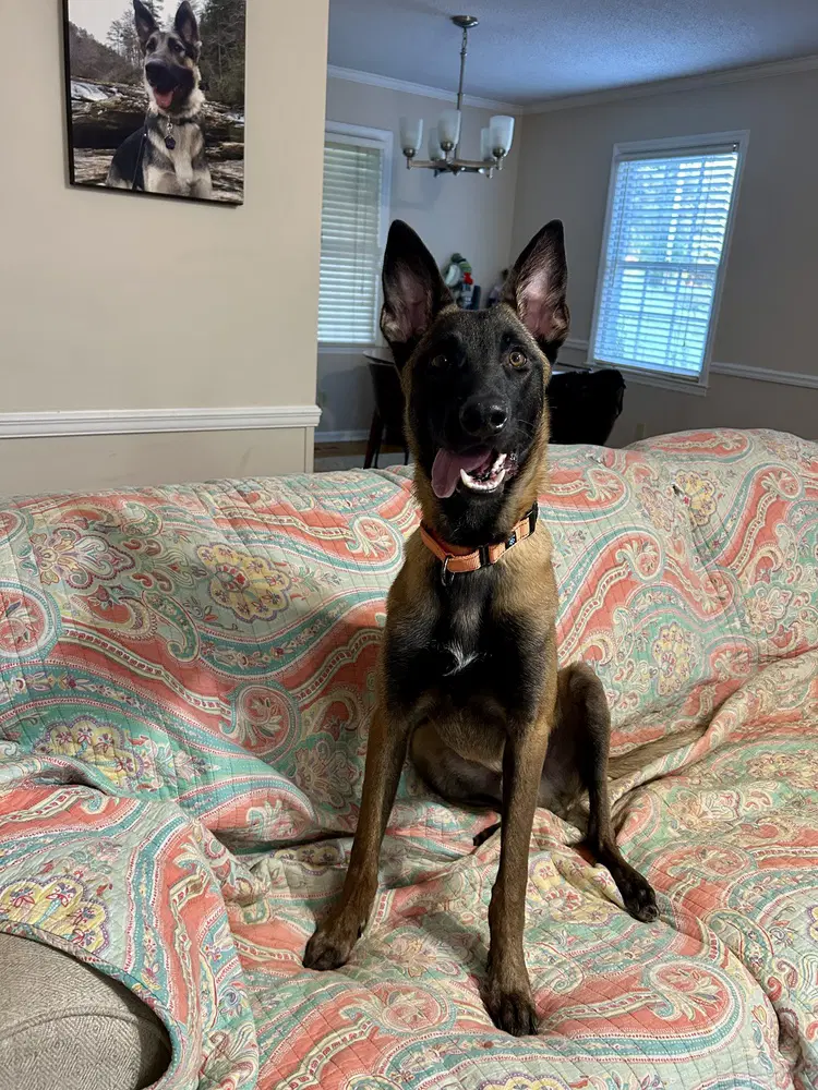 Voss - Located In Georgia - Belgian Shepherd Malinois