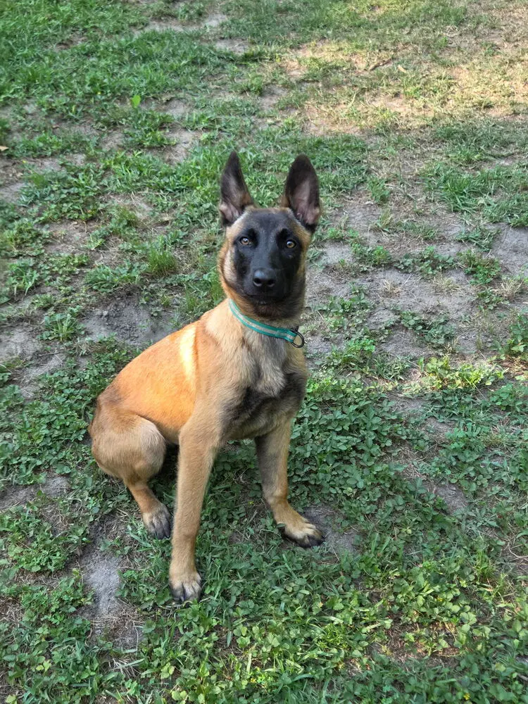 Nacho - Located In Georgia image 1