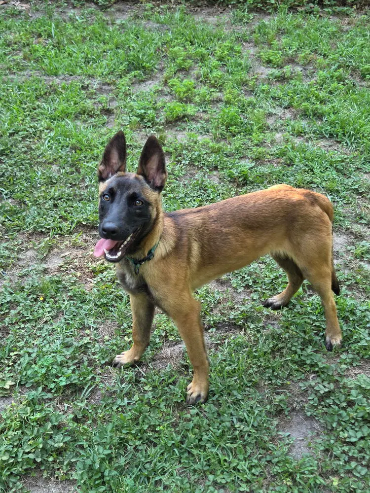 Nacho - Located In Georgia image 4