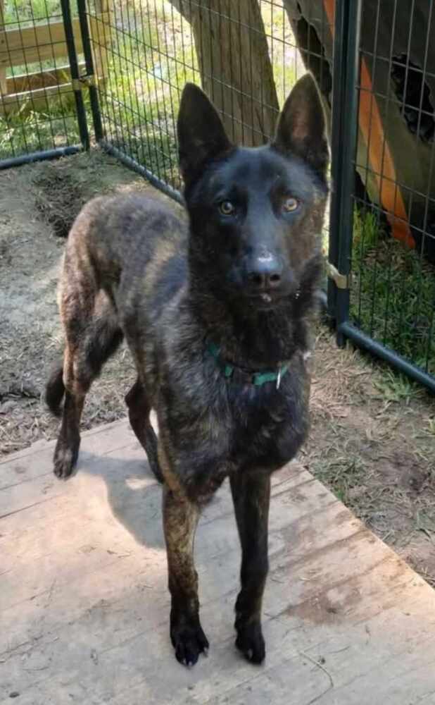 Baloo - Located In Kentucky