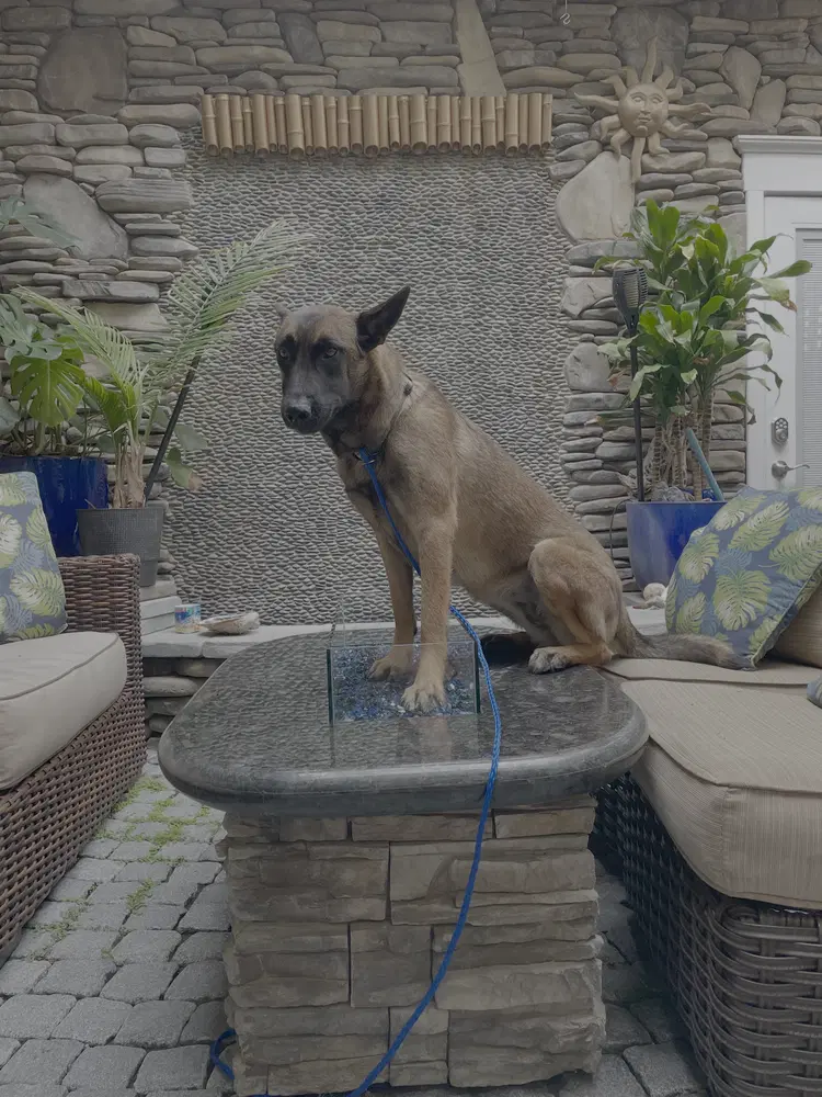 Molly - Located In Ne - Belgian Shepherd Malinois