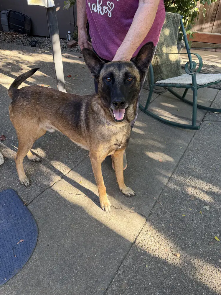 Jett- Located In California image 3