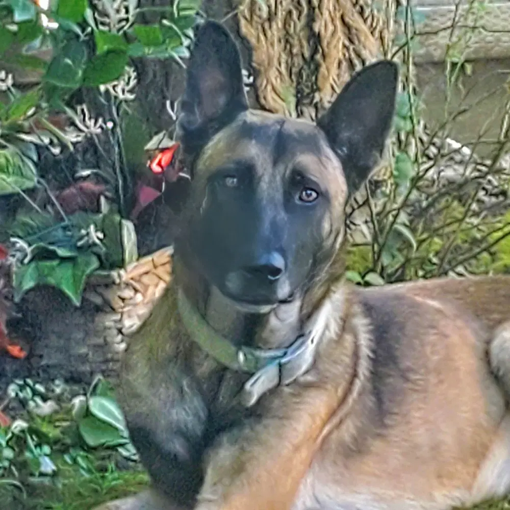 Jett- Located In California - Belgian Shepherd Malinois