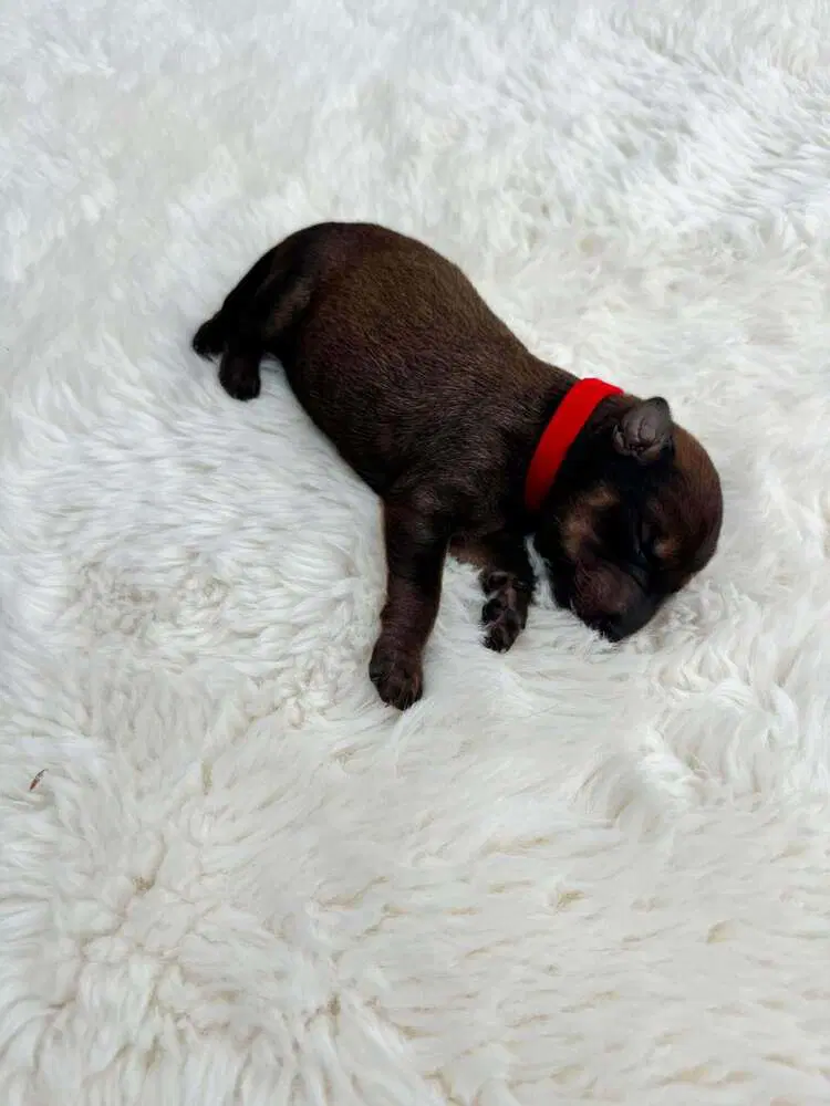 New Light Litter Cosmo Red Collar - Located In Ca - Belgian Shepherd Malinois