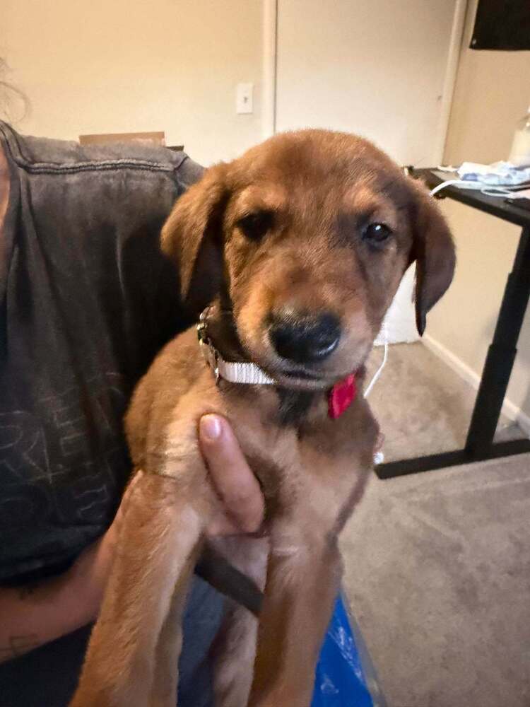New Light Litter Cosmo Red Collar - Located in CA