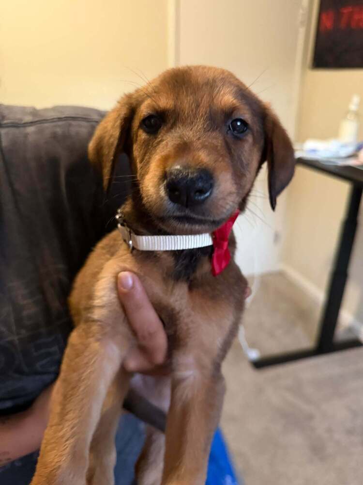 New Light Litter Cosmo Red Collar - Located in CA, photo 2