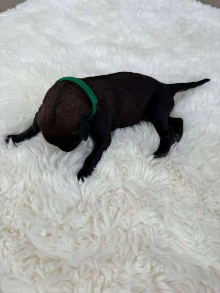 New Light Litter Halo Green Collar - Located In Ca image 1