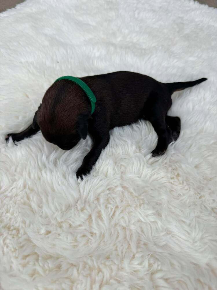New Light Litter Halo Green Collar - Located In Ca